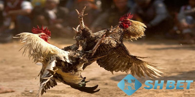 Hiểu biết rõ luật chơi là bí quyết chơi đá gà