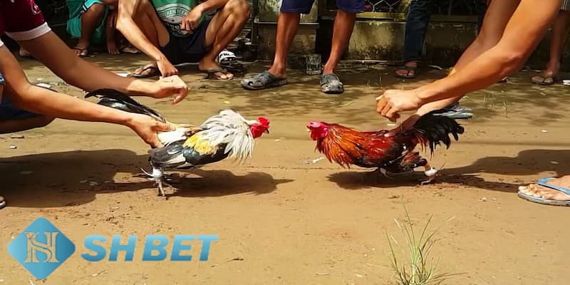Kinh nghiệm chơi đá gà dựa vào ngoại hình
