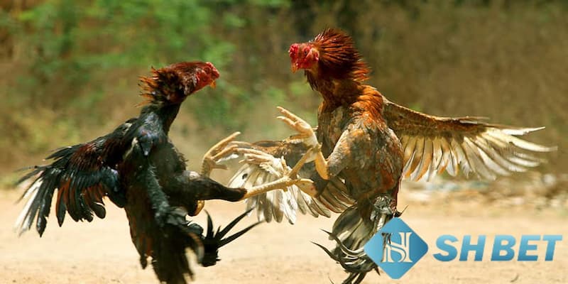 Bí quyết chơi đá gà theo loại hình gà đá cực chuẩn