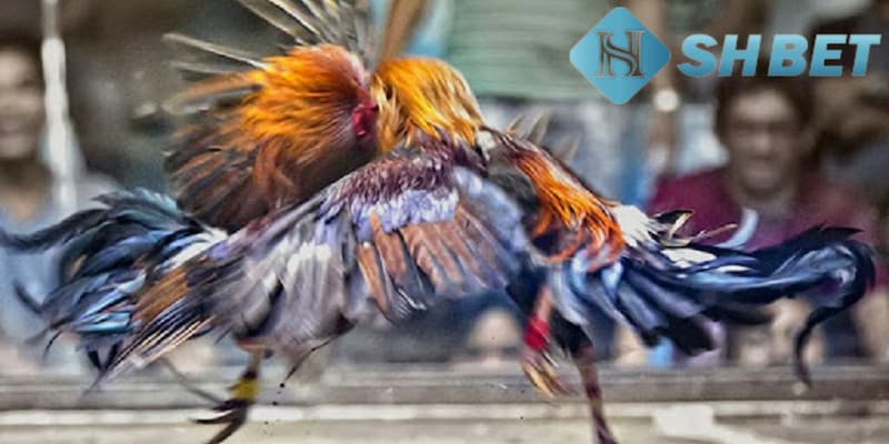 Chơi đá gà hợp pháp không?