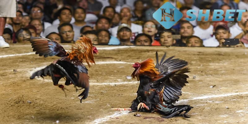 Giải đáp chi tiết: Chơi đá gà hợp pháp không?