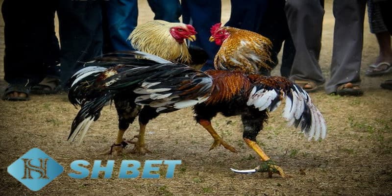 Hình thức đá gà SHBET chơi đá gà hợp pháp không?
