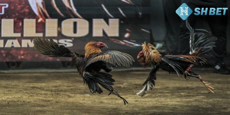 Giới thiệu sảnh đá gà tại nhà cái uy tín tại nhà cái này