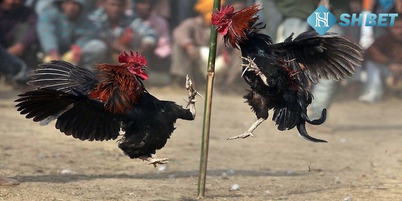 Nhiều trận đấu hấp dẫn