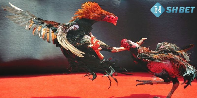 Nắm chắc luật chơi