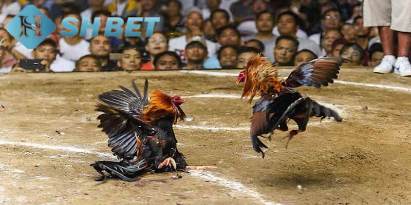 Giới thiệu gà đá trực tiếp C1 là gì?