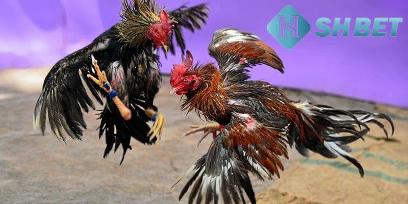 Tại sao gà đá trực tiếp C1 hôm nay lại thu hút người xem?