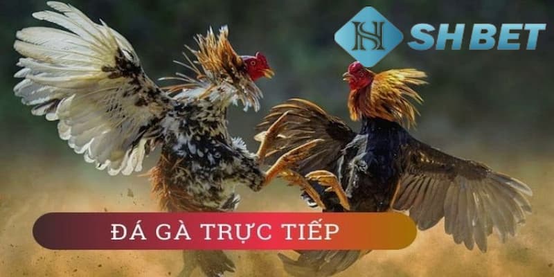 Kèo kèo đá gà trực tiếp là gì?