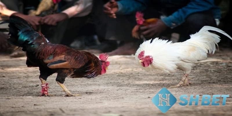 Lợi ích khi tham gia chơi kèo đá gà trực tiếp