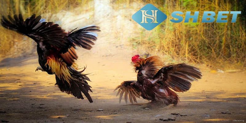 Mẹo chọn kèo đá gà trực tiếp dễ thắng nhất