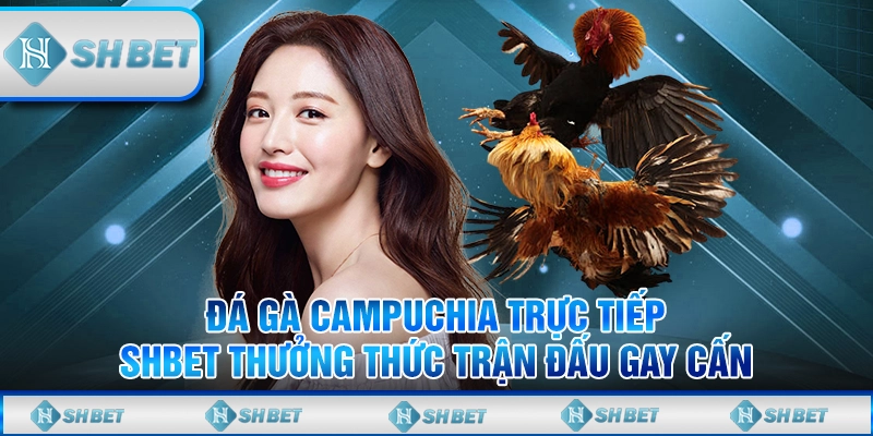 Đá Gà Campuchia Trực Tiếp Shbet Thưởng Thức Trận Đấu Gay Cấn