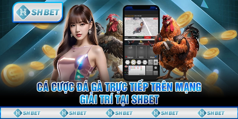 Cá Cược Đá Gà Trực Tiếp Trên Mạng - Giải Trí Tại SHBET