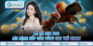 Đá Gà Cựa Dao - Sôi Động Hấp Dẫn Cùng Cao Thủ SHBET