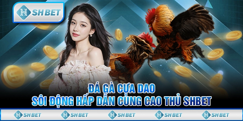 Đá Gà Cựa Dao - Sôi Động Hấp Dẫn Cùng Cao Thủ SHBET