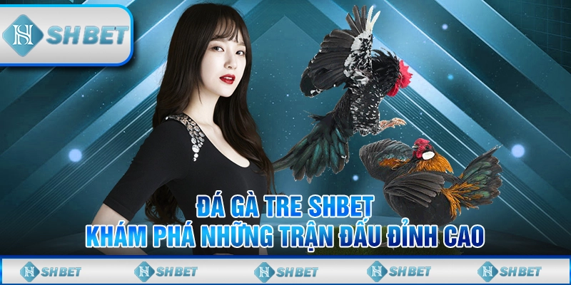 Đá Gà Tre SHBET – Khám Phá Những Trận Đấu Đỉnh Cao