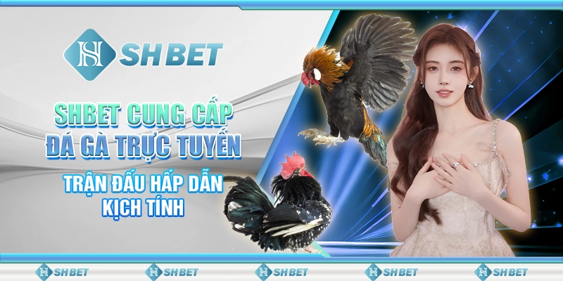 SHBET Cung Cấp Đá Gà Trực Tuyến - Trận Đấu Hấp Dẫn Kịch Tính