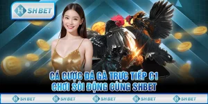 Cá Cược Đá Gà Trực Tiếp C1 - Chơi Sôi Động Cùng SHBET