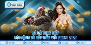 Đá Gà Trực Tiếp - Sôi Động Và Hấp Dẫn Với SHBET 2025