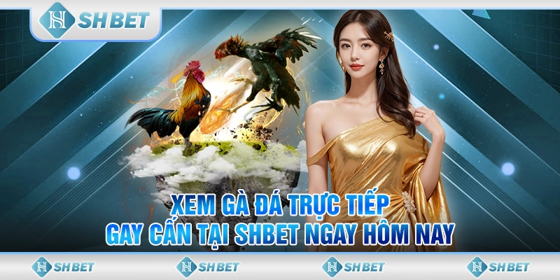 Xem Gà Đá Trực Tiếp Gay Cấn Tại SHBET Ngay Hôm Nay