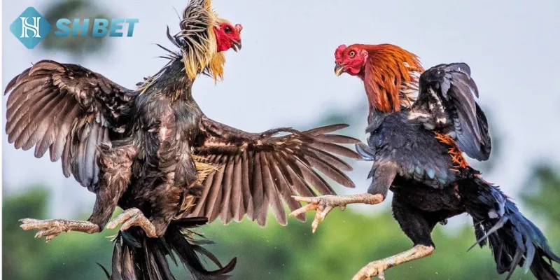 Điểm nổi trội khi cá cược đá gà với cựa dao tại nhà cái uy tín