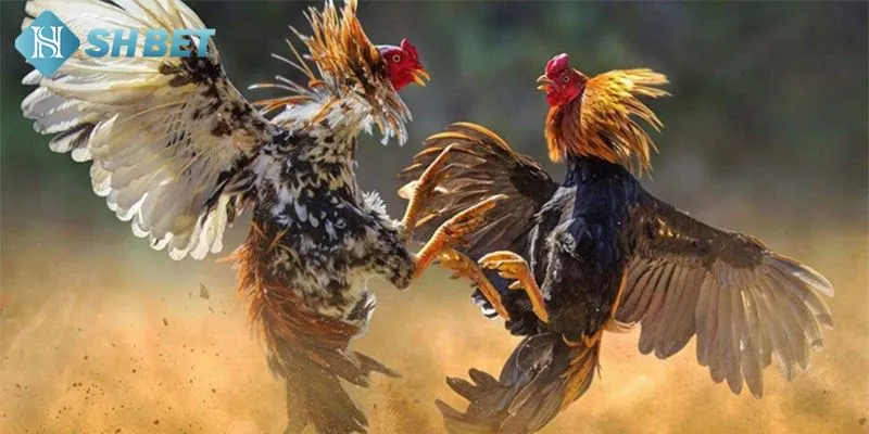 Đôi nét nổi trội mà tựa game mang lại khi bạn tham gia cá cược
