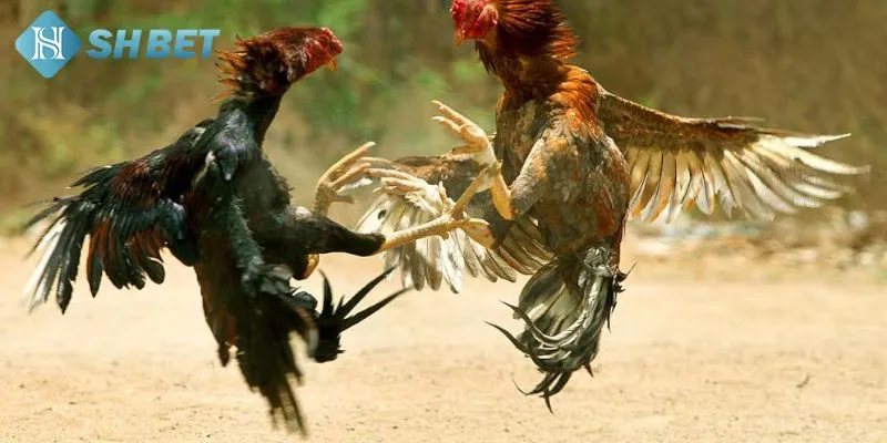 Một vài thể loại đá gà phổ biến thu hút được nhiều khách hàng