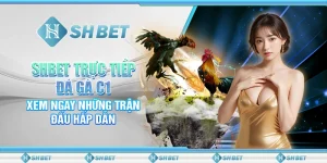 SHBET Trực Tiếp Đá Gà C1: Xem Ngay Những Trận Đấu Hấp Dẫn