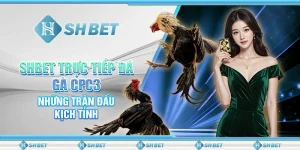 SHBET Trực Tiếp Đá Gà CPC3: Những Trận Đấu Kịch Tính