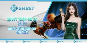 SHBET Trận Đá Gà 24 Tỷ: Những Cuộc Đấu Gay Cấn Nhất