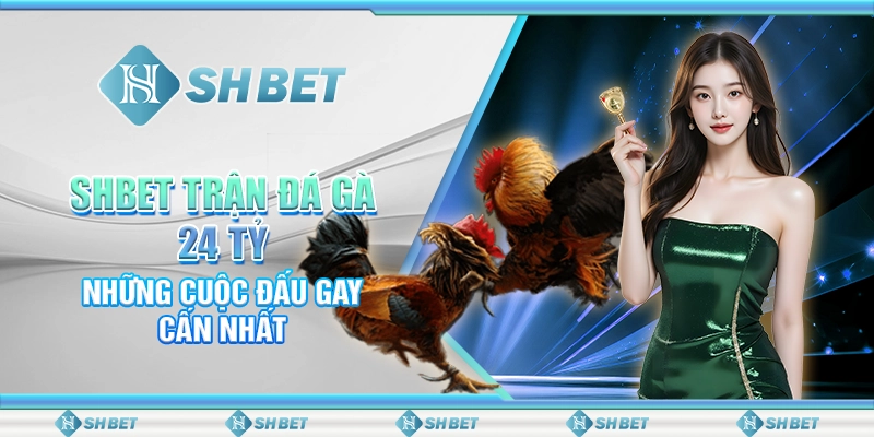 SHBET Trận Đá Gà 24 Tỷ: Những Cuộc Đấu Gay Cấn Nhất