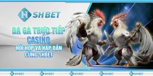 Đá Gà Trực Tiếp Casino: Hồi Hộp Và Hấp Dẫn Cùng SHBET